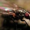 Radio tapok — pretty fly (offspring). 1