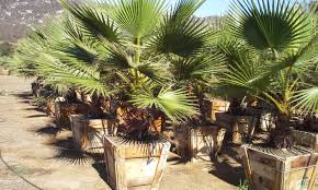 Image result for Washingtonia robusta