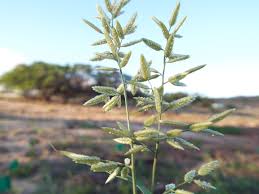 Image result for Eragrostis anacranthoides