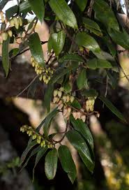 Image result for Agarista salicifolia