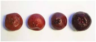 Image result for Garcinia huillensis