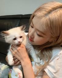 Kedi Kakasinda Kan