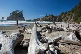 The key to enjoying the tidal pools on these beaches is to get there about half an hour before the posted low tide. Second Beach Olympic Peninsula Near Forks Wa Picture Of Second Beach Washington Tripadvisor