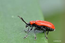 Meine eltern waren im sommer am schwarzen meer. Kleine Rote Kafer Im Garten Was Hat Es Damit Auf Sich