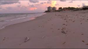 A red tide is a dangerous overgrowth of microscopic marine plants known as algae. Beaches On Florida S East Coast Closed After Red Tide Found In Water Abc News