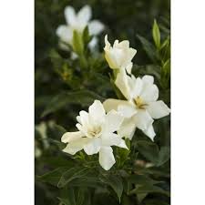 Image result for Gardenia subacaulis