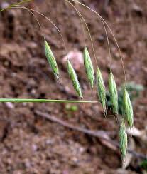 Image result for Bromus