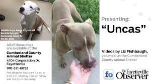 Then use this pet friendly accommodations guide to learn about fayetteville hotels and motels that allow dogs, cats, and other. Dogs For Adoption In Cumberland County North Carolina Youtube