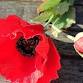 Crepe Paper Poppy Making Workshop event image