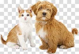 Cat Dog Puppy Kitten Pet Sitting Cat Transparent Background Png Clipart Dogs And Puppies Tabby Cat Tabby Kitten