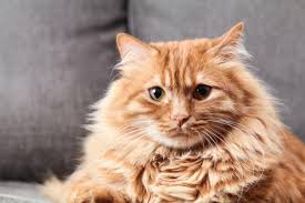 Maybe you would like to learn more about one of these? 26 Cool Cat Names For Boys Based On 1980s Tv Shows Hubpages