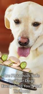 Can Dogs Eat Pistachios If Pooches Love Peanut Butter Does It Mean That It Is Safe To Give Them All Kinds Of Nuts Can Dogs Eat Dog Eating What Dogs