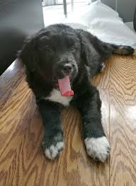 The dam and sire are interchangeable. Oreo The Border Collie Labrador Retriever Mix Dogperday Cute Puppy Pictures Dog Photos Cute Videos Holistic Pet Care