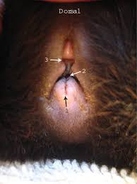 Image result for Urethral Catheterization