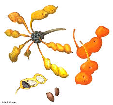 Image result for Uvaria laurentii