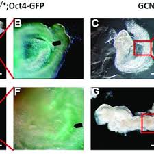 Konsep kelas ibu hamil 3 : A B Wt E8 5 Embryos C D Gcnf E8 5 Embryos E F Wt E9 5 Download Scientific Diagram