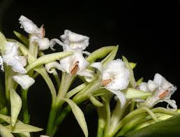 Image result for Corymborkis