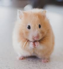 Can Hamsters Drink Milk A Pet Food And Drink Safety Guide
