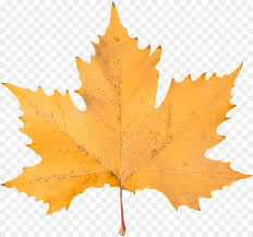 Jelajahi koleksi gambar png musim gugur daun musim gugur daun kami yang luar biasa. Daun Maple Warna Daun Musim Gugur Daun Gambar Png