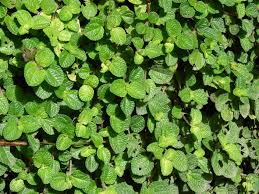 Image result for Pilea rivularis