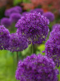 Allium Purple Sensation Bulb Flowers Bulbous Plants Garden Bulbs
