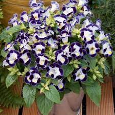 Pin On Flowers