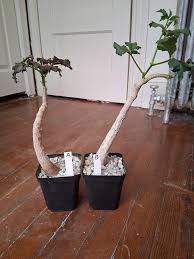 Image result for Cyphostemma quinatum