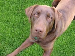 Each puppy is well socialized with daily human interaction. Labrador Retriever Learn About The Popular Dog And Great Pet