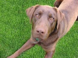When you're interested in chocolate labrador puppies in michigan, come to rozey k9 farm. Labrador Retriever Learn About The Popular Dog And Great Pet
