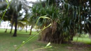 Image result for Schwenckia