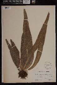 Image result for Antrophyum mannianum