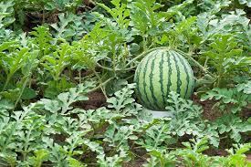 We did not find results for: How To Plant And Grow Watermelons Gardener S Path