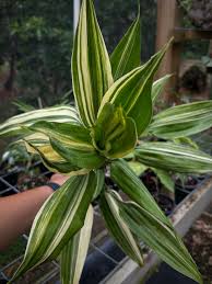 Image result for Dracaena aubryana
