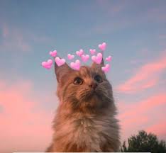  Cat Kitten Beautiful Profile Photo Picture Pfp Hewan Gambar Animasi Kartun Anak Kucing Lucu