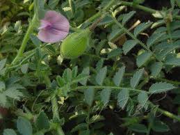 Image result for Cicer arietinum