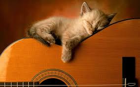 Kedi Gitar Muzik Calming Music Sleeping Animals Sleeping Kitten