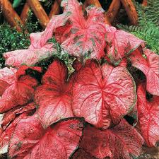 Nybg expert sonia uyterhoeven has all the tips you need to care for these tropical plants and bring some color to your container. Rosy Leaf Caladium Shop Tropical Foliage Michigan Bulb
