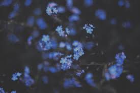 We did not find results for: Pin By Emily On Friend Ren British Wild Flowers Night Garden Flowers