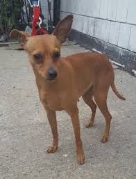 Temperament with this mix might be challenging since both small breeds have big personalities. Brown Min Pin Chihuahua Mix Pets Lovers