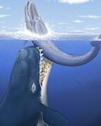 Image result for whale eating fish in seas