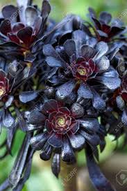We did not find results for: Aeonium Arboreum Var Atropurpureum F Nigrum Schwarzkopf With Stock Photo Picture And Royalty Free Image Image 150151647