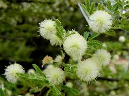 Image result for Acacia kamerunensis