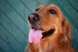 Maybe you would like to learn more about one of these? Golden Retriever Rescues In Maryland Adopt A Golden Retriever Near You Golden Hearts
