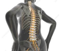 The normal curvature is 'outwards' (kyphosis). Lumbar Vertebrae Keyword Search Science Photo Library