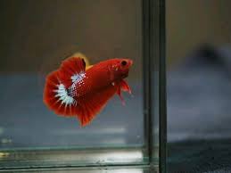 Ohmpk Red Hellboy Fancy Line Star Tail Betta Fish Pet Fish