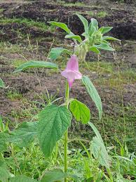 Image result for Sesamum radiatum