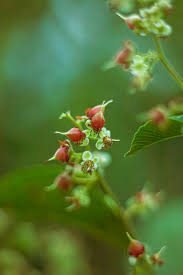 Image result for Swertia tetrandra