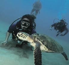 Scuba Diving Black Rock Picture Of In2scuba Diving Maui Dive Co Lahaina Tripadvisor