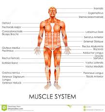 They connect the lower leg to the rest of the body and gives stability, flexibility and strength. Muscular System Diagram Labeled Human Body Anatomy