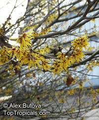 Image result for Hamamelis mollisi